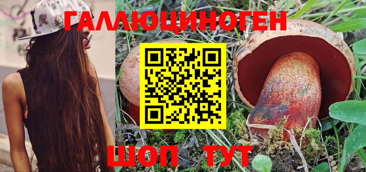 Галлюциногенные грибы Psilocybe Курганинск
